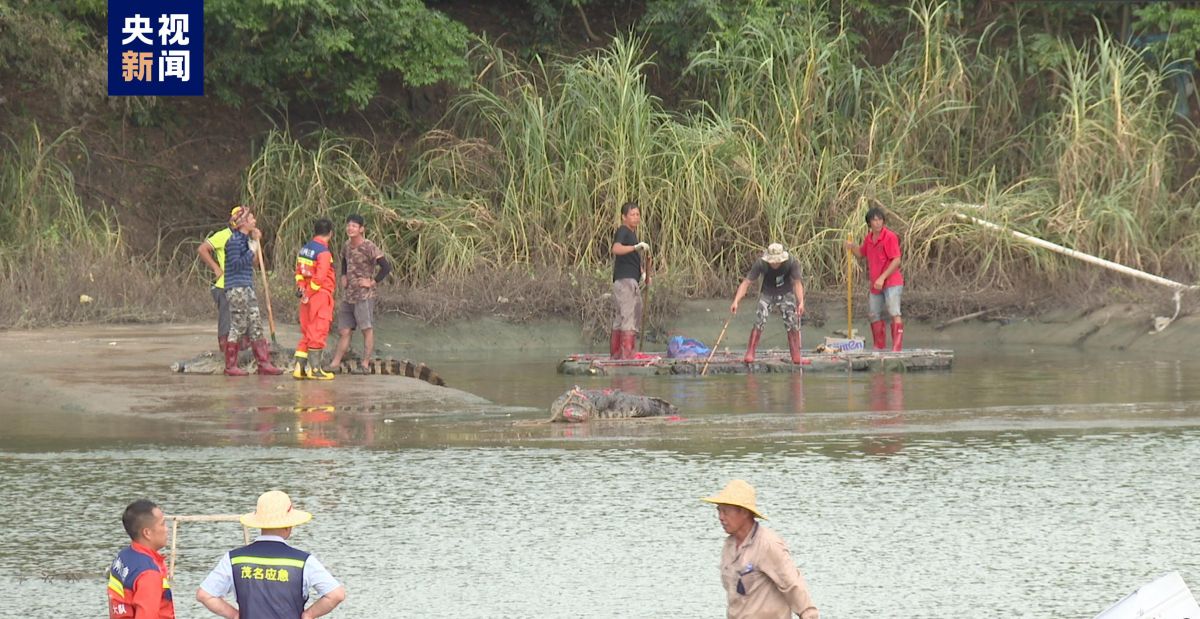 广东茂名“出逃”鳄鱼已捕获62条 继续扩大搜查范围