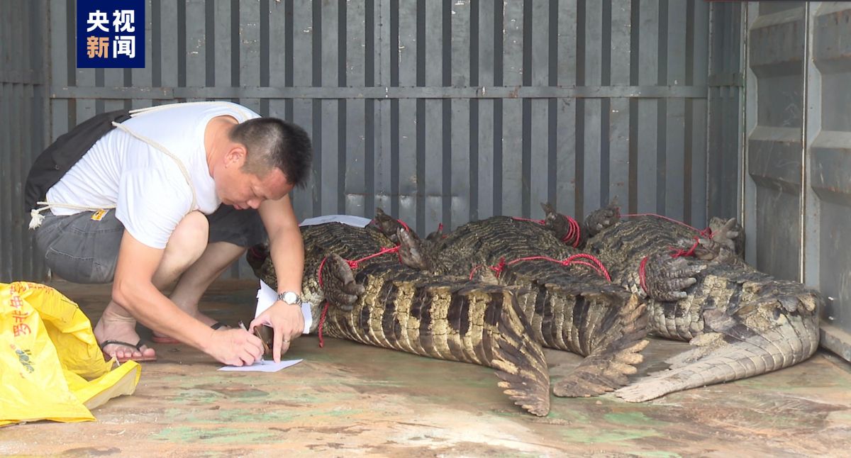 广东茂名“出逃”鳄鱼已捕获62条 继续扩大搜查范围