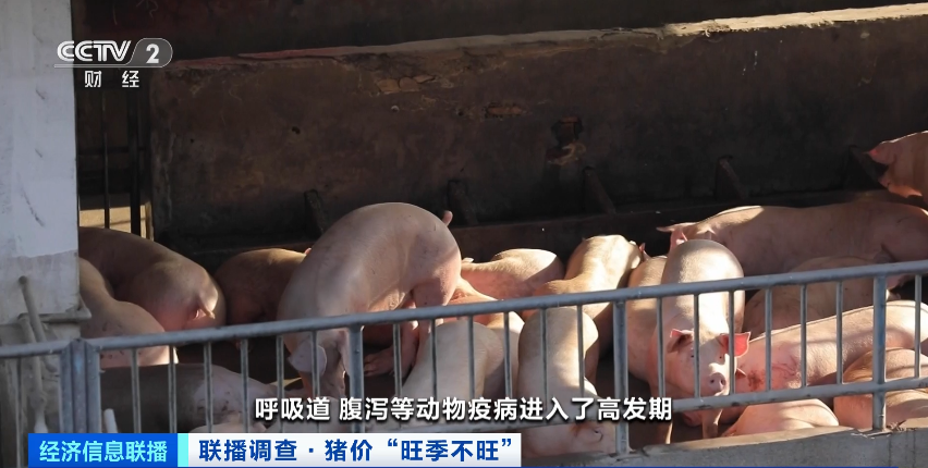 猪肉价格大降超40% 元旦、春节双节会大涨吗