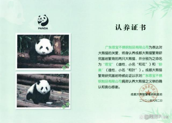 大熊猫和花和叶已被企业认养 网友：原来花花是不锈钢公主