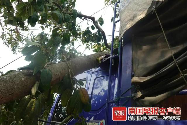 货车撞上“风水树” 村民索赔8.8万 部门建议走法律途径