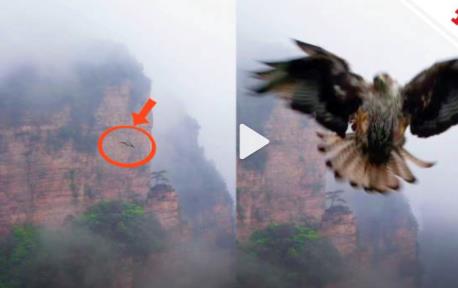 无人机航拍时被鹰叼走 网友:真是老鹰抓小“机”
