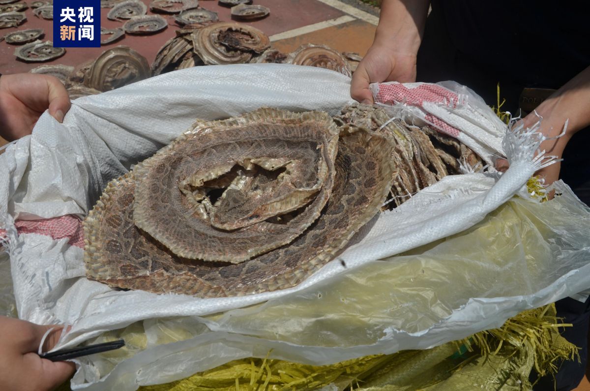 1500余张蛇皮铺满地！云南德宏查获一起危害珍贵、濒危野生动物案