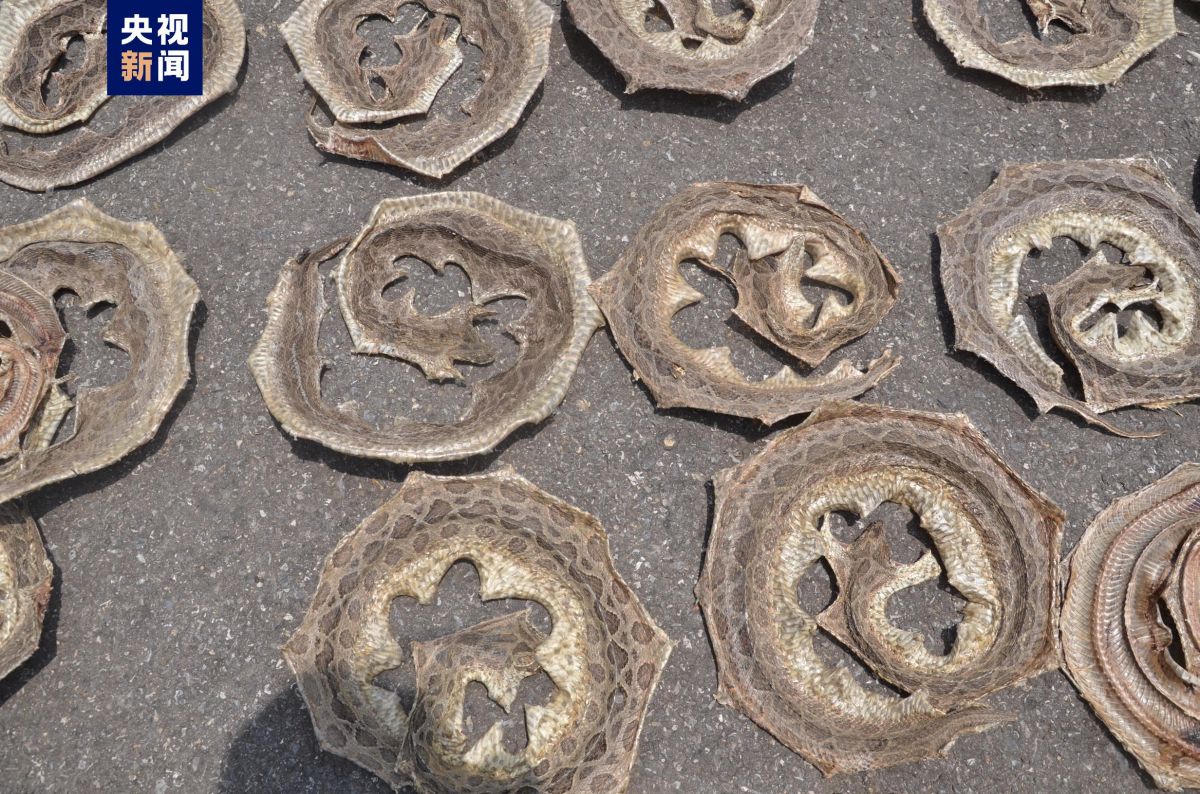 1500余张蛇皮铺满地！云南德宏查获一起危害珍贵、濒危野生动物案