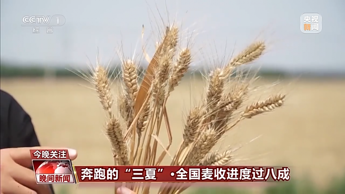 进度条超80%！全国麦收面积达2.53亿亩