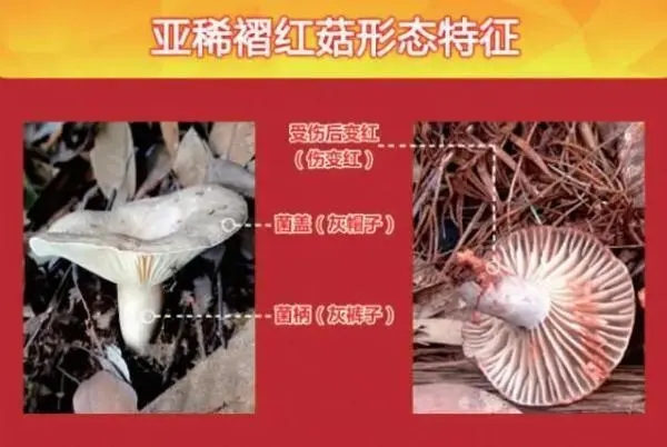 贵州6人吃野生菌4人被送云南抢救  别做“菇勇者”