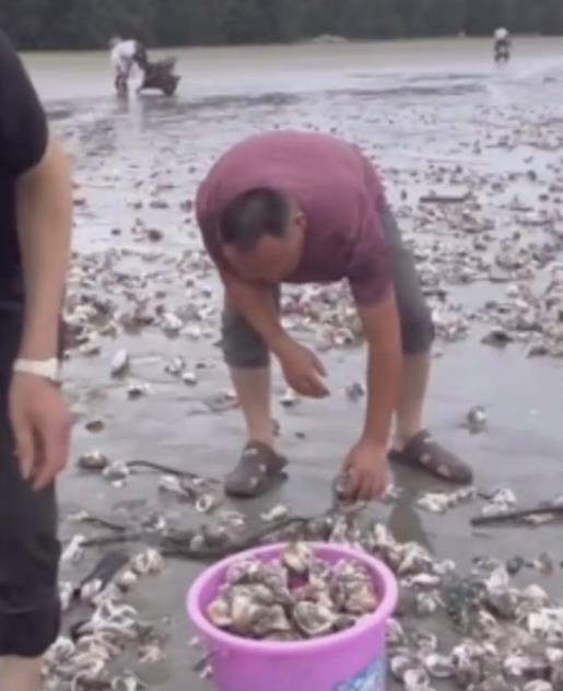 台风天深圳一海滩出现大量海鲜 很多村民去捡生蚝