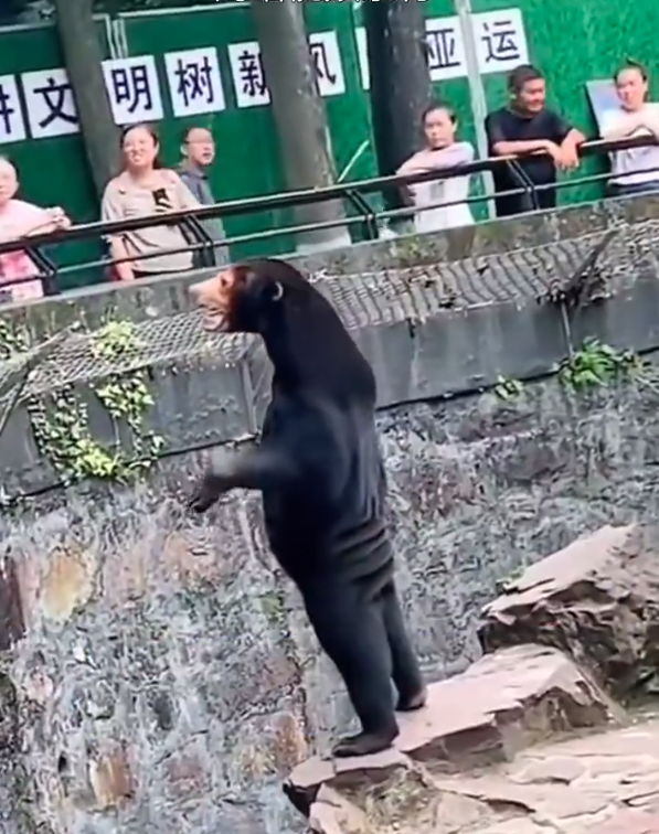 杭州动物园这只熊火了：曾被质疑“人假扮” 很多人去看它