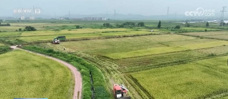 江西200多万亩再生稻进入收割期 机械化助力确保颗粒归仓
