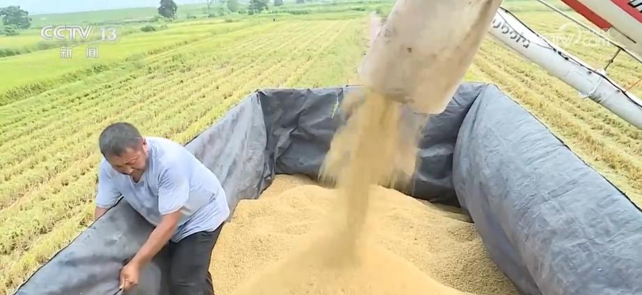 江西200多万亩再生稻进入收割期 机械化助力确保颗粒归仓