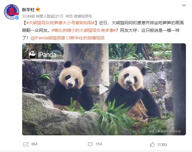 大熊猫母女吃笋像大小号复制粘贴 网友：这遗传杠杠的
