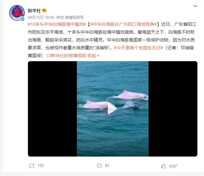 中华白海豚在广东阳江海域现身 犹如水中精灵