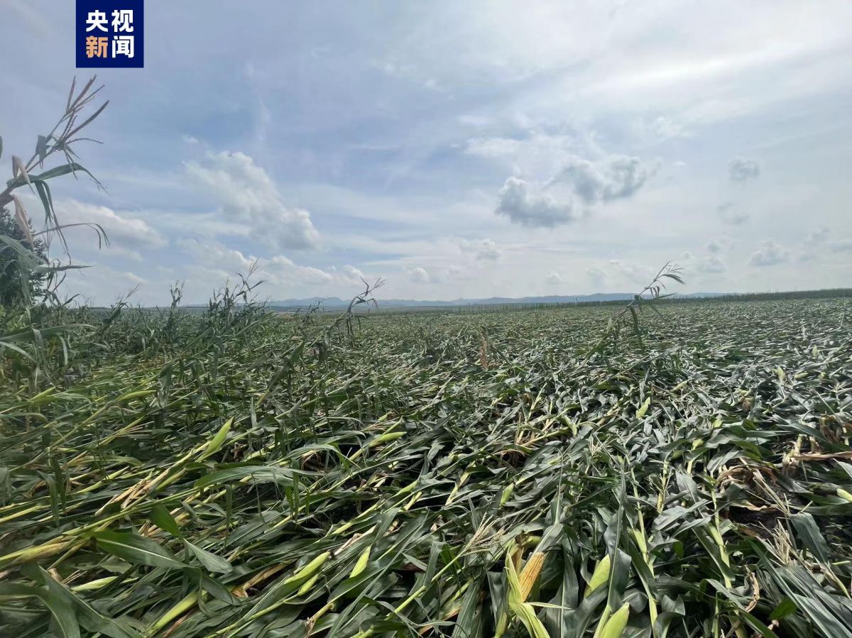黑龙江省勃利县出现龙卷风 近200亩农田受灾