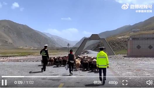 新疆交警化身草原牧羊人护航转场 安哥：是“牧羊人”，也是护航人！