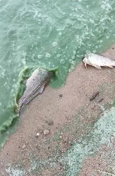 徐州一湖水质呈绿色出现死鱼 官方：或为蓝藻爆发