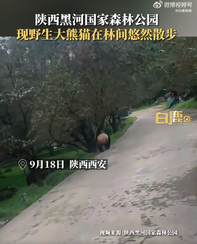 野生大熊猫被偶遇 下一秒拔腿就跑 网友：你不要过来呀！