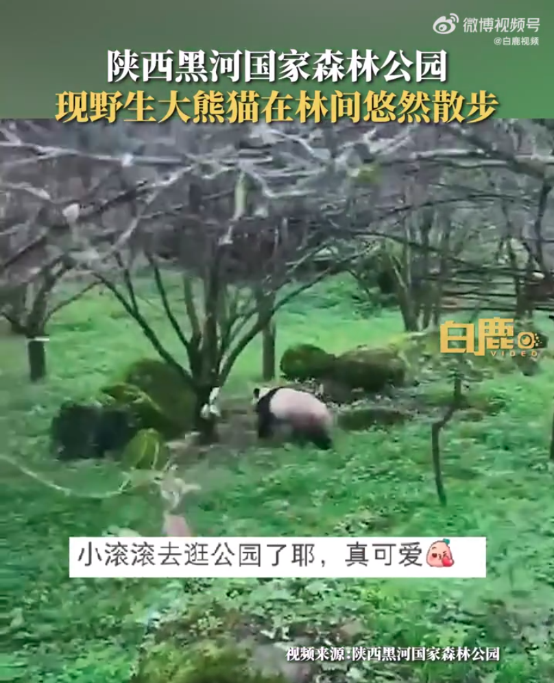 野生大熊猫被偶遇 下一秒拔腿就跑 网友：你不要过来呀！