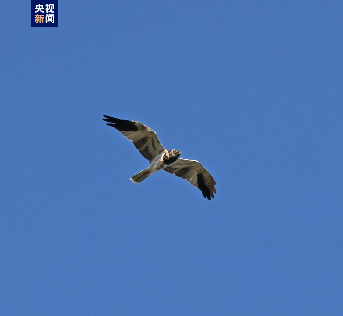云南大山包新记录到国家二级保护野生动物蜂鹰和鹊鹞