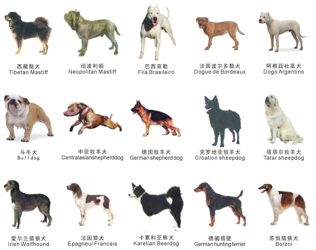 最新苏州禁养犬名单：苏州哪些狗不能养 违规如何处罚