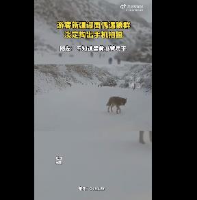 游客新疆偶遇狼群淡定拍照：狼群包围车辆、场面惊险