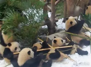 熊猫宝宝过冬裹紧小被子 网友：大熊猫演我过冬状态