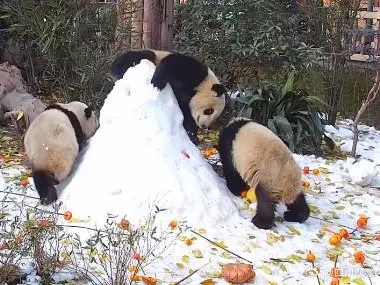 熊猫宝宝过冬裹紧小被子 网友：大熊猫演我过冬状态