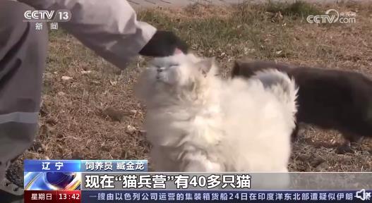 辽宁盘锦40多只猫咪组队守粮仓 网友：养猫千日，用猫一时