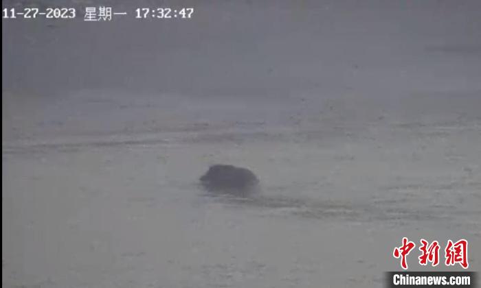 南京一头野猪横渡长江 历时12分钟 网友：这是真江豚