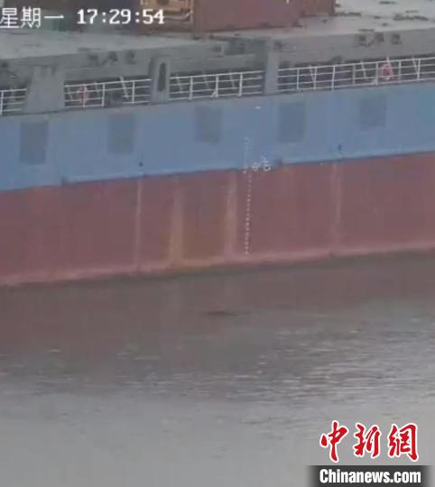 南京一头野猪横渡长江 历时12分钟 网友：这是真江豚