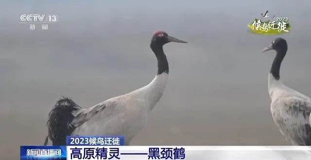 男子杀害“高原神鸟”烹食被刑拘 系中国特有高原精灵