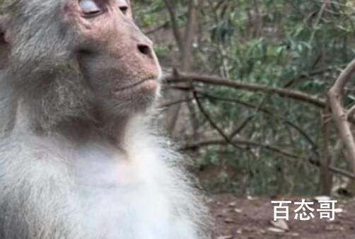 贵州“美猴王”打坐冥想 这是什么品种的猴子