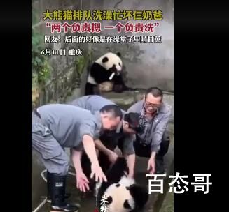大熊猫洗澡两个半人摁半个负责洗 背后的真相让人哭笑不得