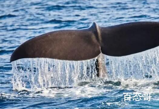 抹香鲸尸体中被发现9.5公斤龙涎香 被冲上岸的才是龙涎香直接掏出来的是粑粑