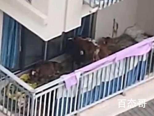 居民在5楼阳台养7头牛被投诉 究竟是怎么一回事