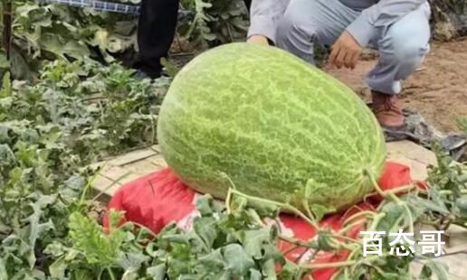 杭州种出78斤大西瓜破全省纪录 背后的真相让人始料未及