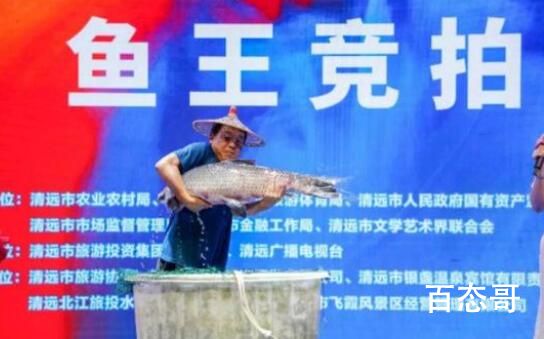 “鱼王”拍出30万 买家当场放生 可以把这条鱼放入动物园里面有效的保护起来