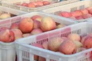 广州水果批发市场进货渠道有哪些(广州水果批发市场在哪里拿货便宜地铁)