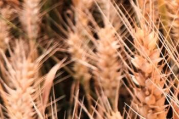 2023年小麦国家保护价多少钱一斤(2023年小麦国家保护价多少钱一斤附各地种植补贴标准)