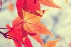 秋分和立秋哪个是秋天的开始(立秋和秋分哪个在前)