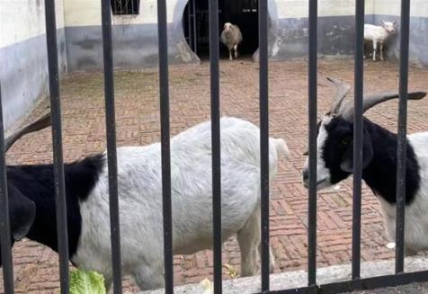 动物园回应圈养鸡羊狗:珍惜品种 和普通家禽不一样