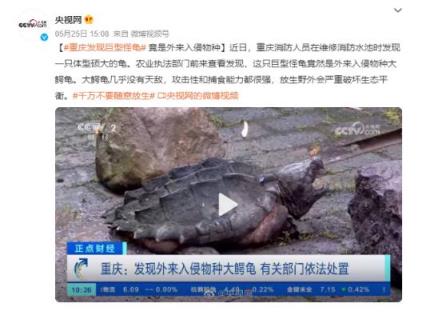 重庆发现巨型怪龟 几乎没有天敌 放生野外会严重破坏生态平衡
