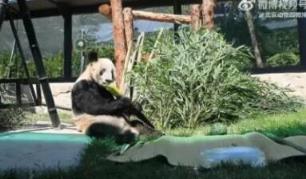 丫丫冰块凉席安排上了 北京动物园：将继续提供最好的生活条件