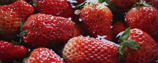 牛奶草莓怎么种出来的(什么是牛奶草莓)(怎么种出大草莓)